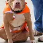 Gracie the Rescue Pitty