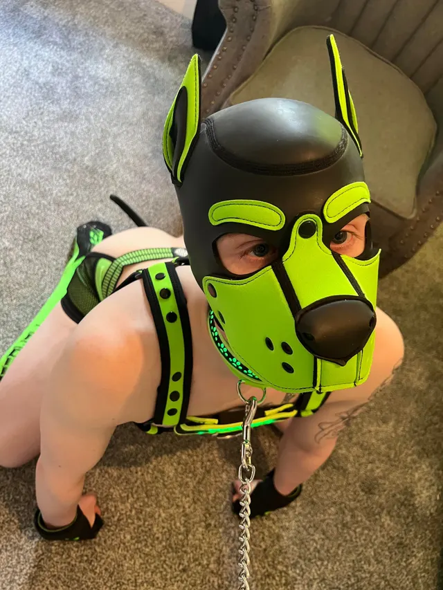 Locked green puppy in need to service pups and handlers