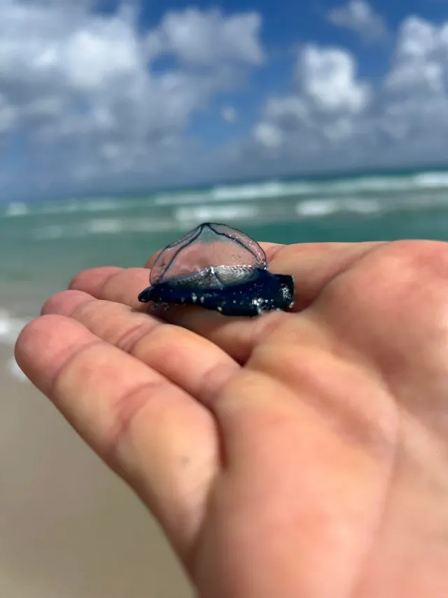 Does anyone know what these are? Hundreds washed up on the beach today Miami Beach, Florida 🇺🇸