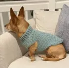 "Made a sweater for my pup! Lots of frogging to get it to fit, finally, and I think she’s adorable."