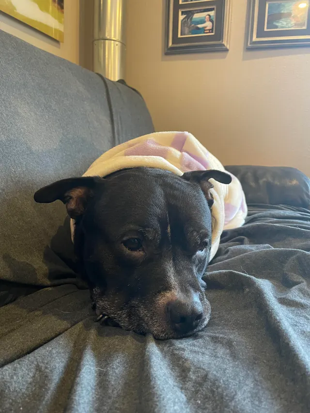 Hank enjoying a relaxing morning 💭 ☀️