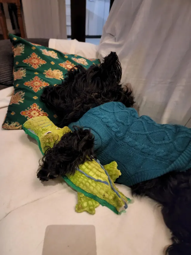 Frank with his toy crocodile