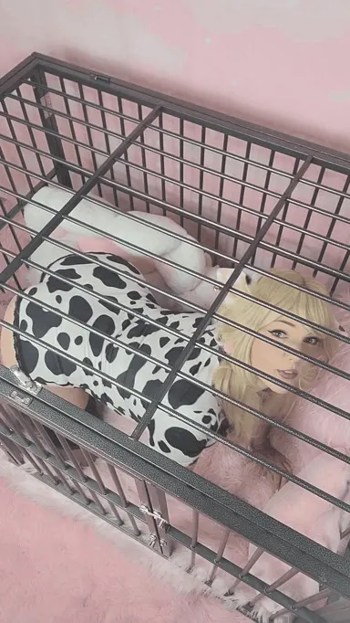 Pet cow caged up