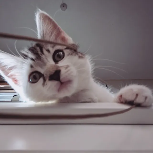 My hooman's asleep! Post pussy pictures!