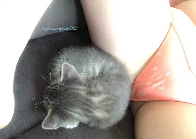 When mom think she’s going to take pictures in your favorite napping spot, you show her otherwise… So much for a PPTTS pic 😜