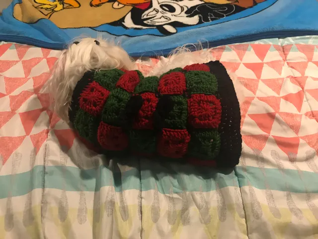 "My first dog (Christmas) sweater!"