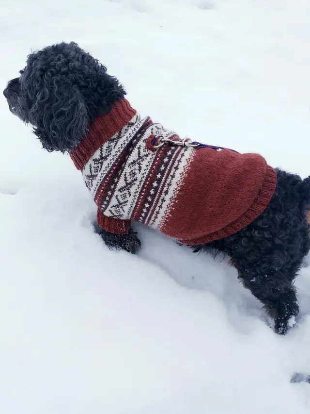 "A sweater for my sister's dog to keep her warm in the winter months." Xpost /r/knitting