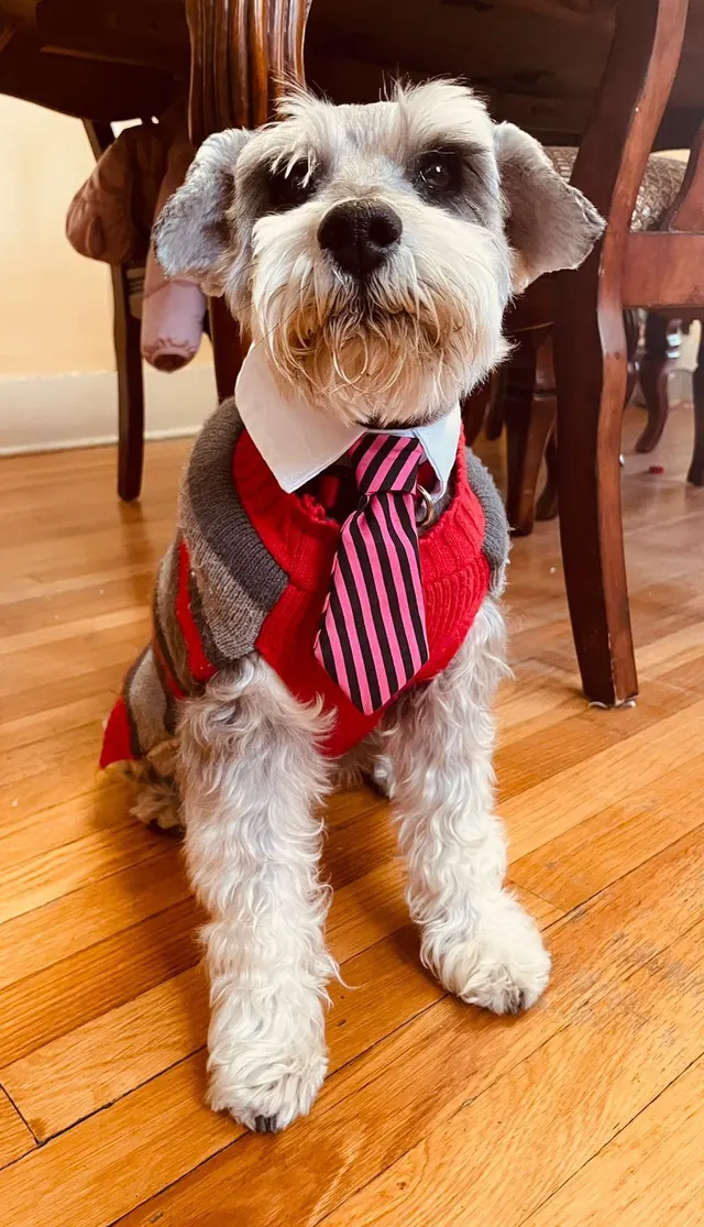 "My cousin’s dog lookin’ dapper this Xmas day."