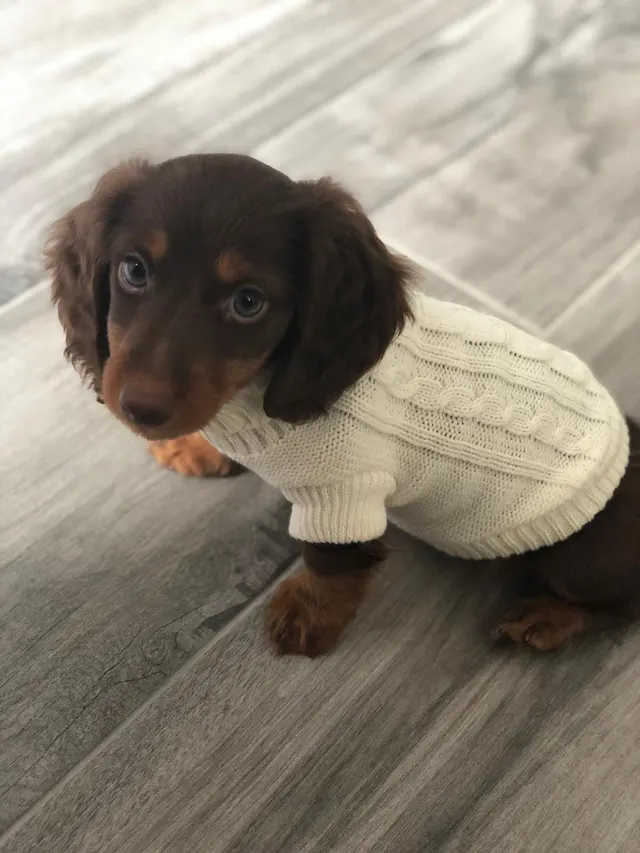 "Compromised with my girlfriend that we could get a puppy in the new year. January 1st - this one arrived." Xpost from /aww