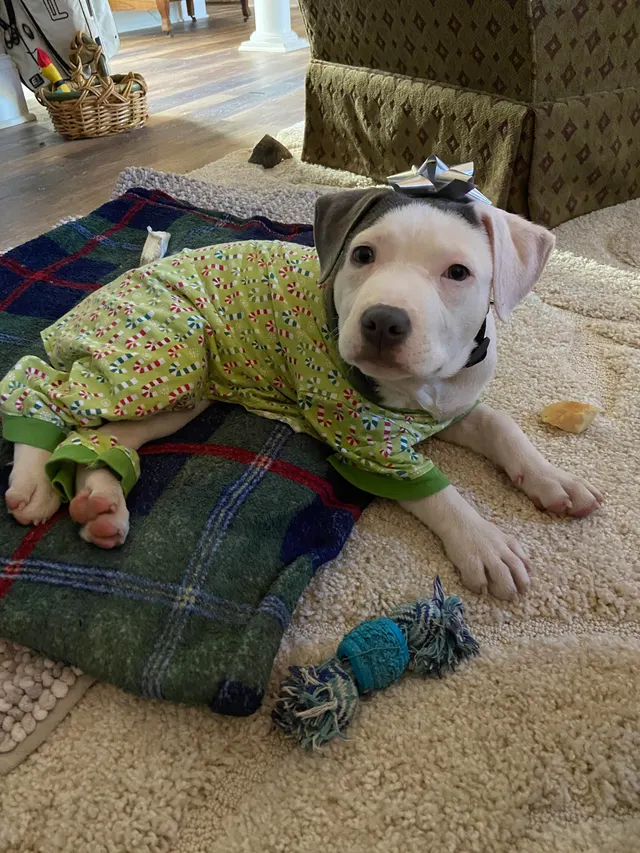 "Parents rescued a pit recently and I finally got to meet her. Everyone, meet Cici! She’s quite the cutie"