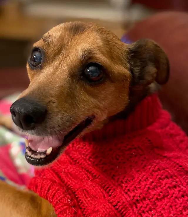 Pretty pretty princess