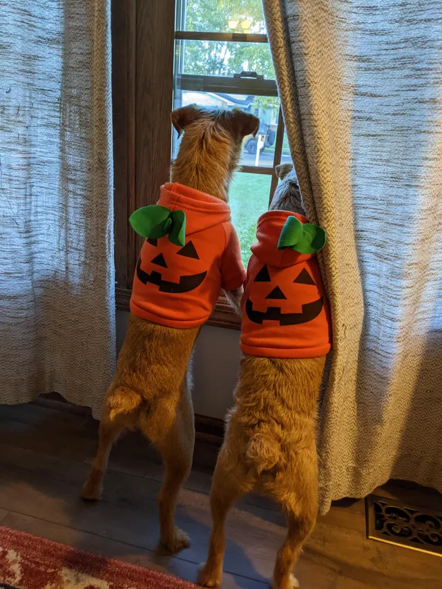 Jack Russell Lanterns
