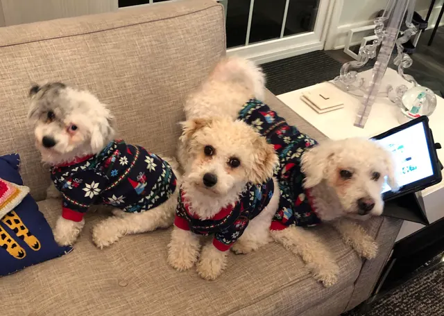 Dressed the boys up for the holidays