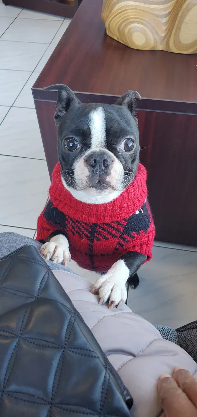 Magenta's new Christmas sweater