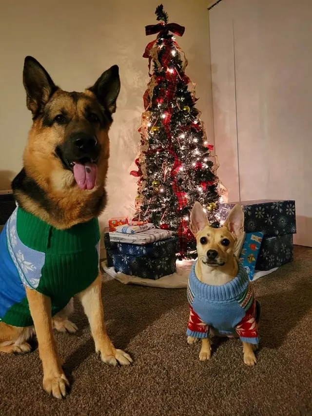 They've got their sweaters. They're ready 🎄