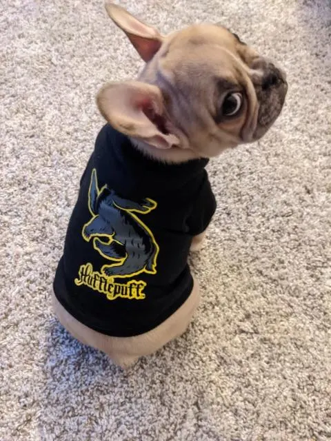 Ruby has been sorted into Hufflepuff!
