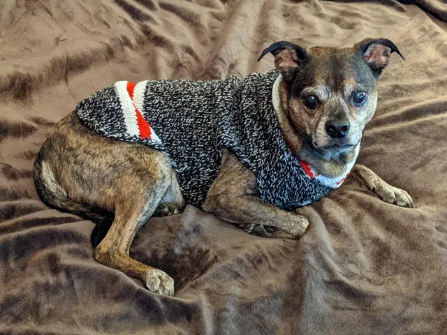 Jackson got a new sweater