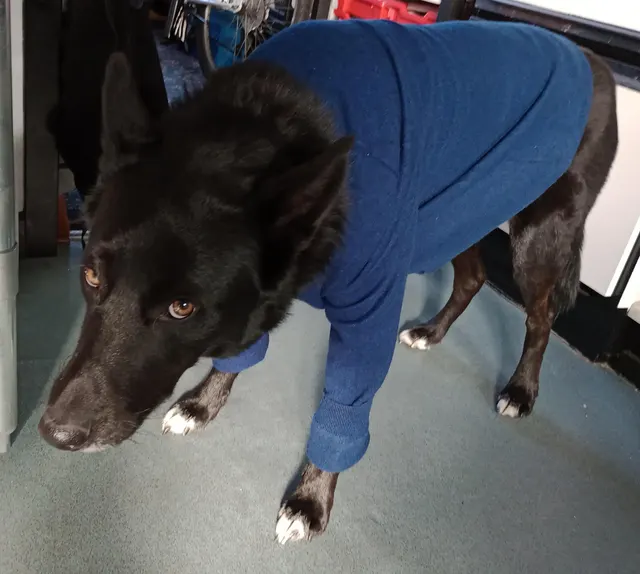 It's a cold morning, the look I get when I put his jumper on (oc)