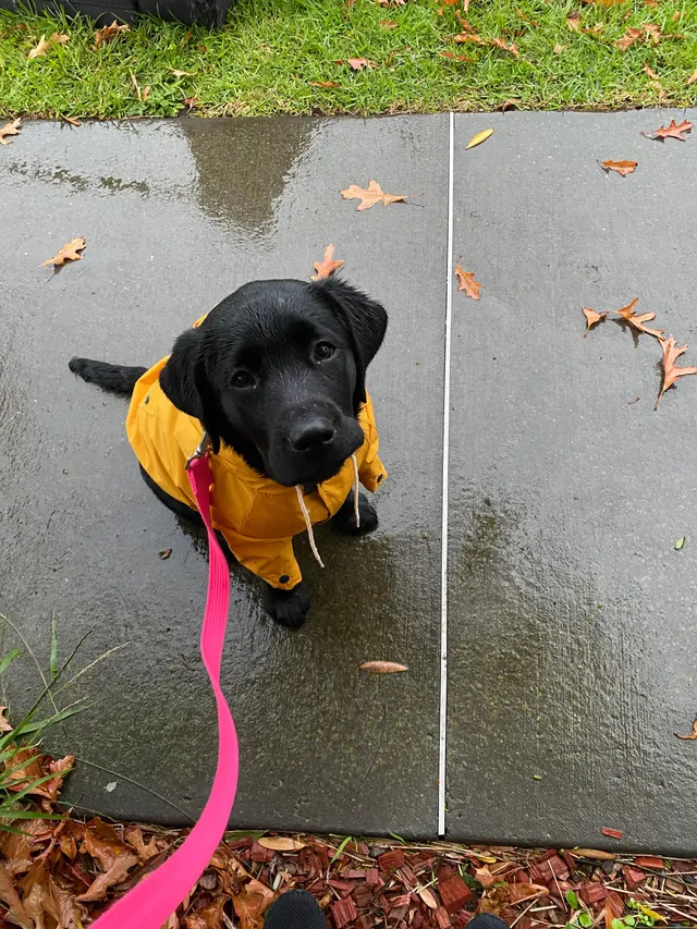 Rainy walks means we can show off our new raincoat!
