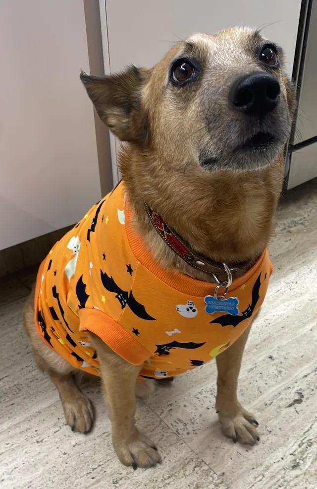 Ready for halloweeen!