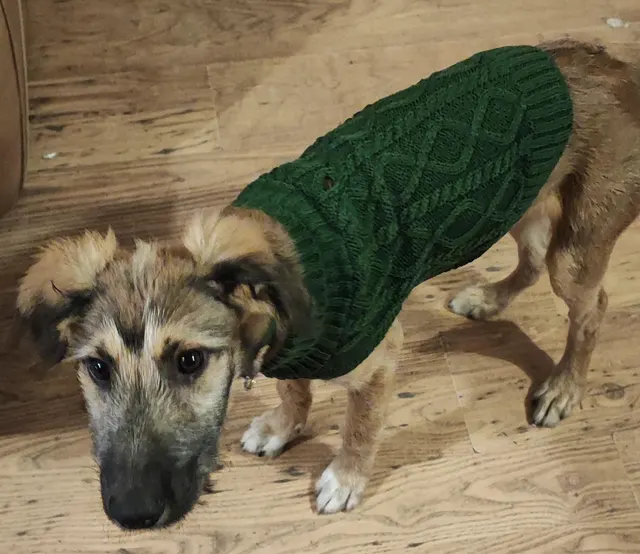 "it won't last long but Henry needed a jumper or the slightly cold autumn winds might finish him off"