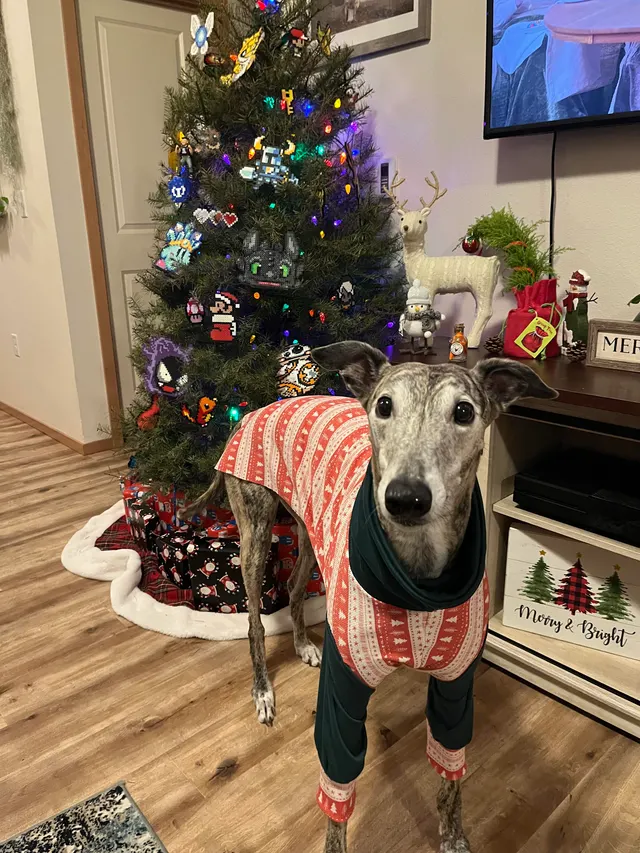 "Greyhound clothes are expensive so we made our own. He looks so cute in his new jammies"