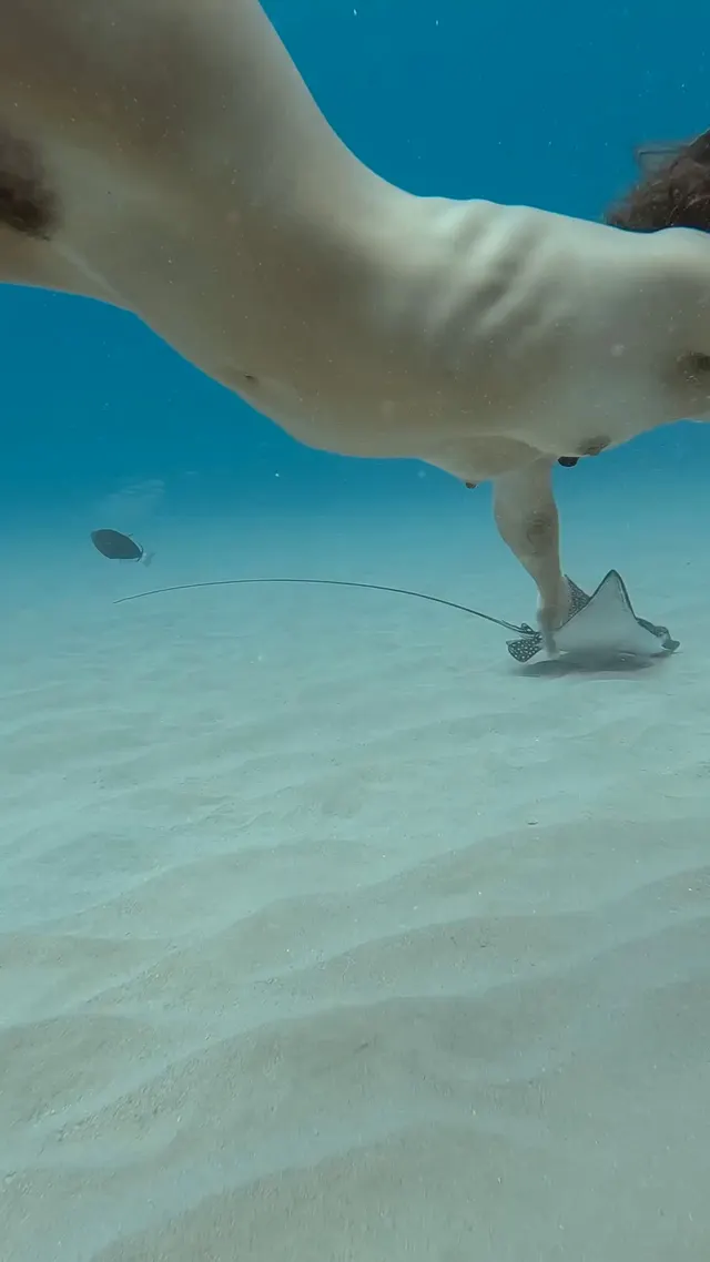 Beautiful dive with an Eagle ray!